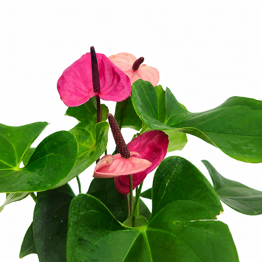 Anthurium Cavali Plant