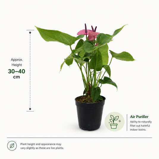 Anthurium Cavali Plant