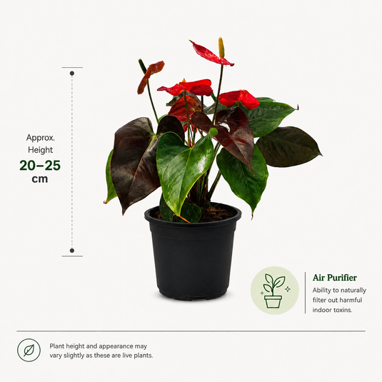 Anthurium Coral Champino Plant