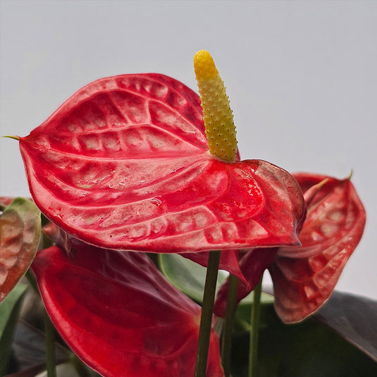 Anthurium Coral Champino Plant