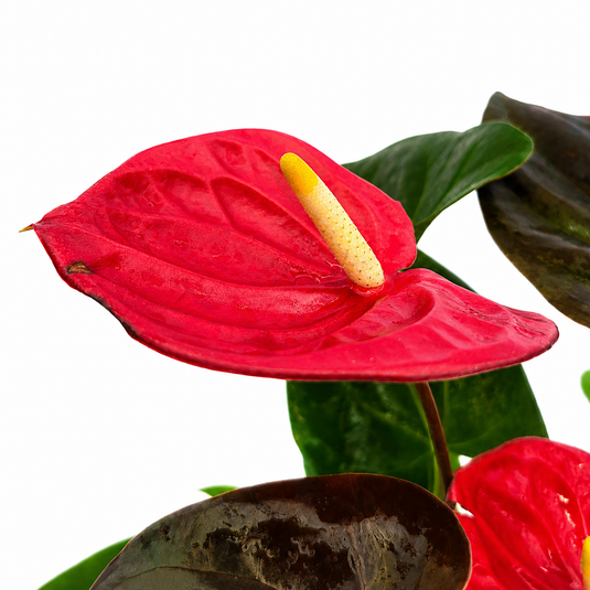 Anthurium Delicata Plant