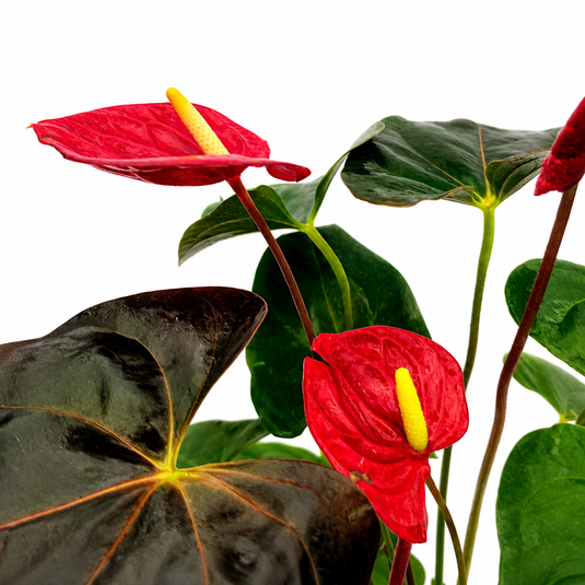 Anthurium Delicata Plant