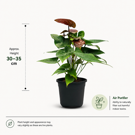 Anthurium Essenia Plant