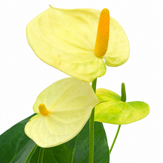 Anthurium Everest Plant