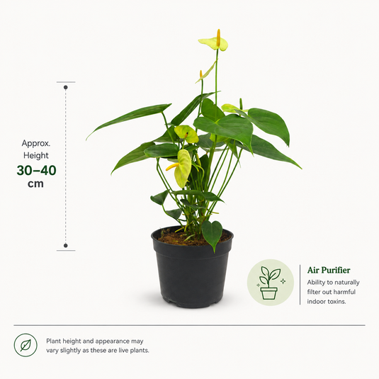 Anthurium Everest Plant
