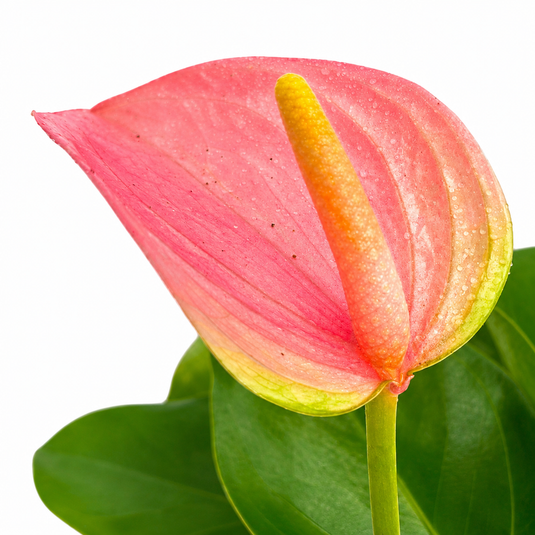 Anthurium Joli Blush Plant