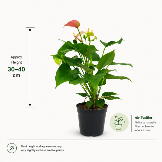 Anthurium Joli Blush Plant