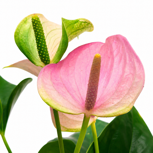 Anthurium Joli Lilla Plant