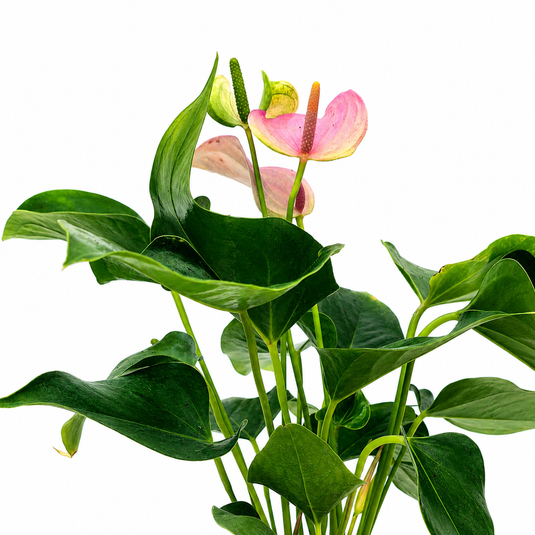 Anthurium Joli Lilla Plant
