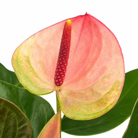 Anthurium Lipa Ultima Plant