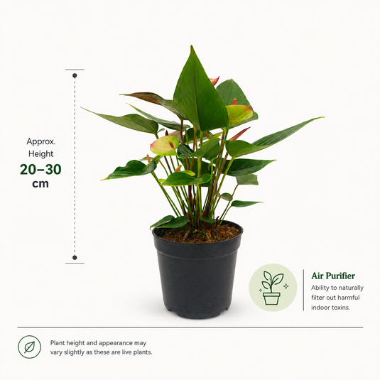 Anthurium Lipa Ultima Plant