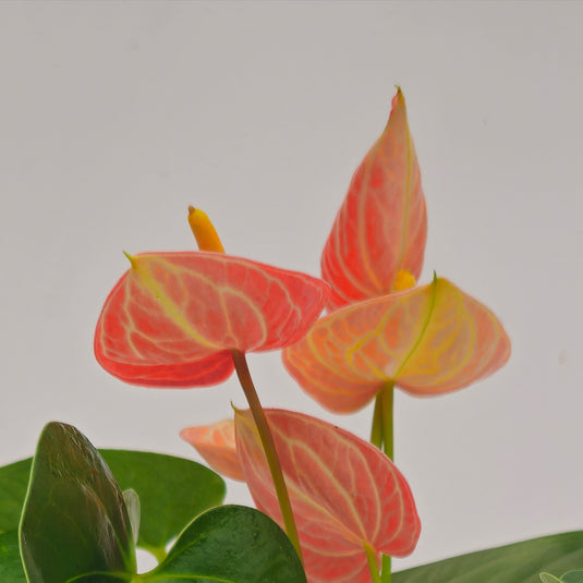 Anthurium Livium Orange Plant