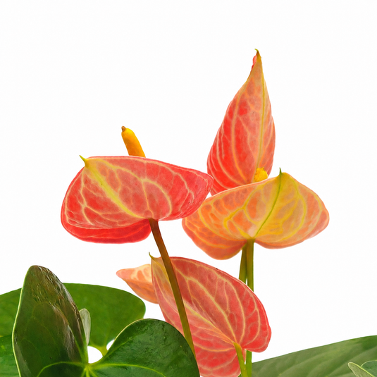 Anthurium Livium Orange Plant