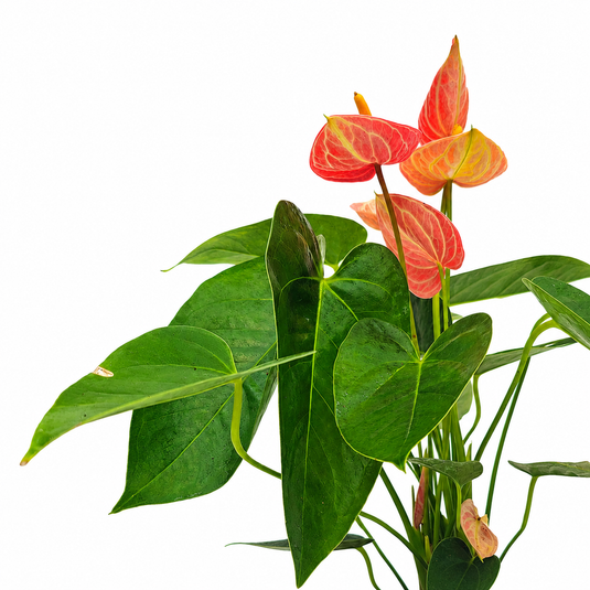 Anthurium Livium Orange Plant