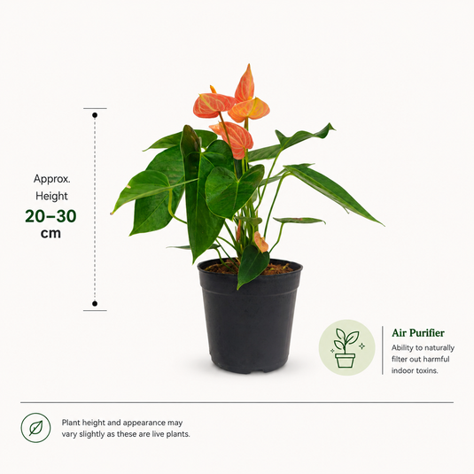 Anthurium Livium Orange Plant