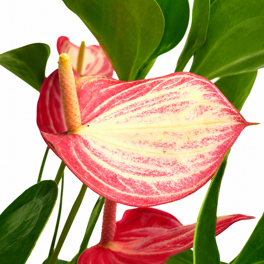 Anthurium Livium Red Plant