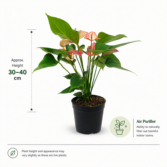 Anthurium Livium Red Plant