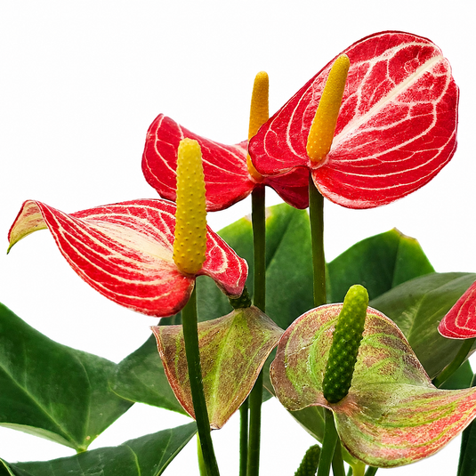 Anthurium Livivam Red Micra Plant