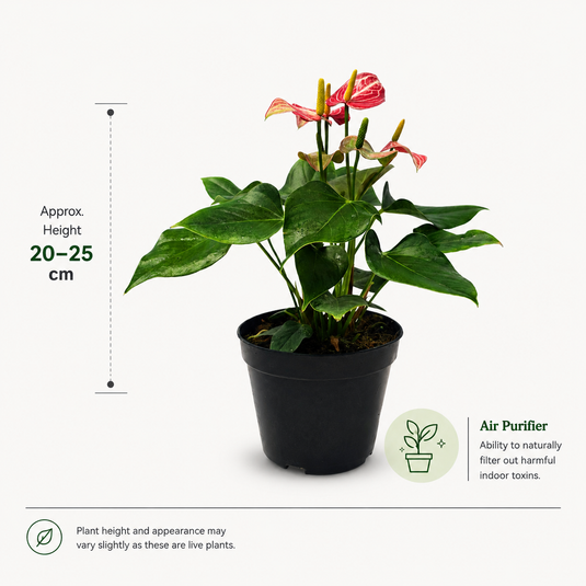 Anthurium Livivam Red Micra Plant