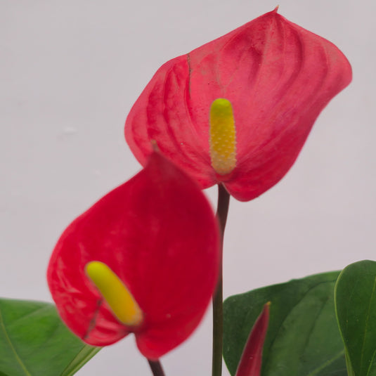 Anthurium Melodia Plant