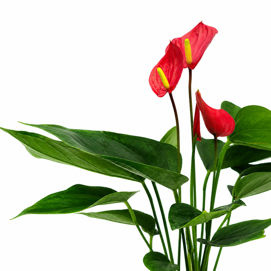 Anthurium Melodia Plant