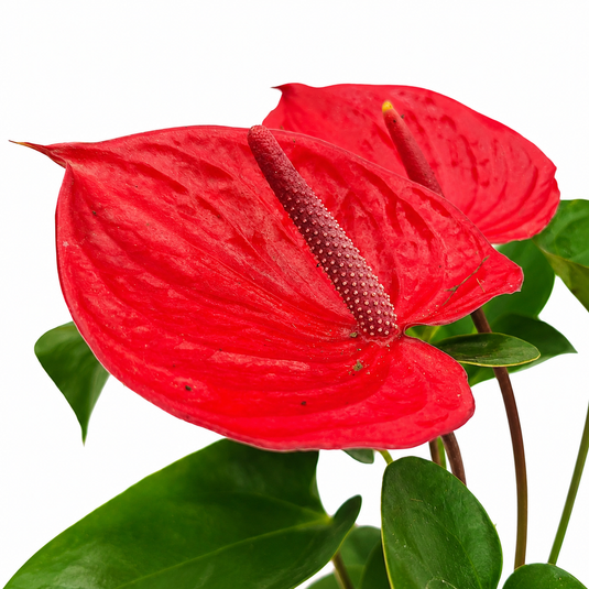 Anthurium Pacenta Red Plant