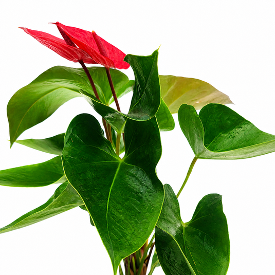 Anthurium Pacenta Red Plant