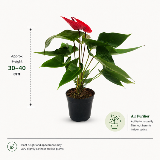 Anthurium Pacenta Red Plant