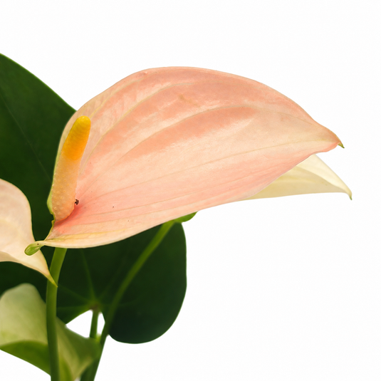 Anthurium Pulse Plant
