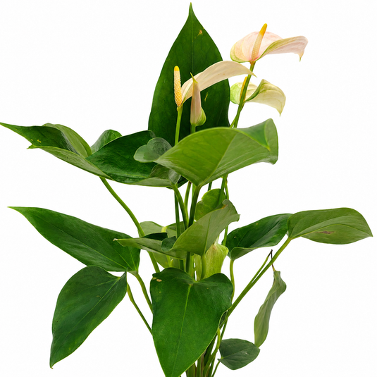 Anthurium Pulse Plant