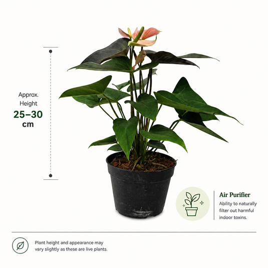 Anthurium Rainbow Champion Plant