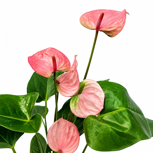 Anthurium Royal Pink Champion Plant
