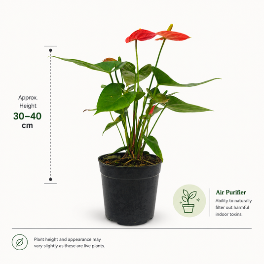 Anthurium Sierra Orange Plant