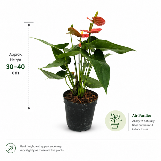 Anthurium Sierra Orange Plant