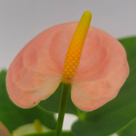 Anthurium Spirit Plant