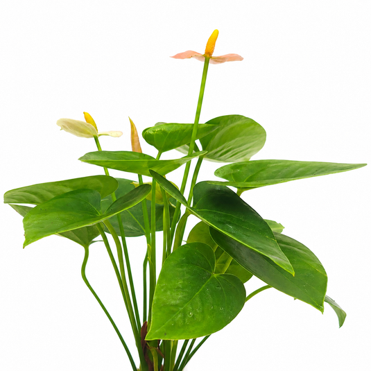 Anthurium Spirit Plant