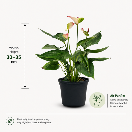 Anthurium Sunset Plant
