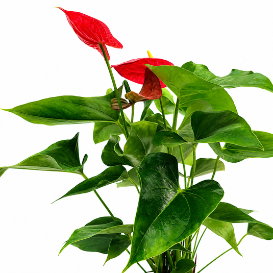 Anthurium Tiora Plant