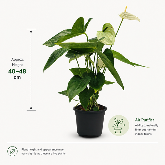 Anthurium Vanilla Plant
