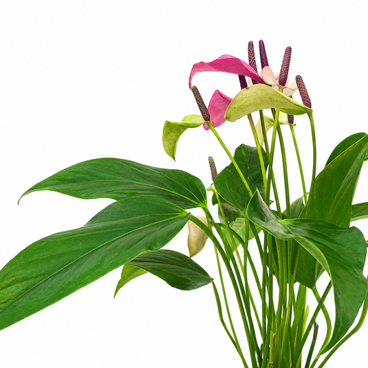 Anthurium Zizou Plant