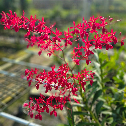 Aranthera James Storie Red Mature - Big Top Cuttings