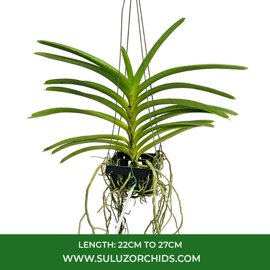 Vanda Orchid Ascda. Dhongtarn mature plant with healthy roots and lush green foliage ready to flower