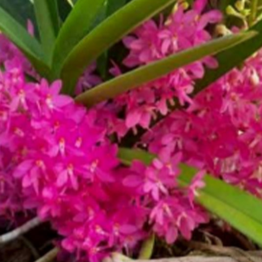 Ascocentrum Ampullaceum Rare Exotic Orchid