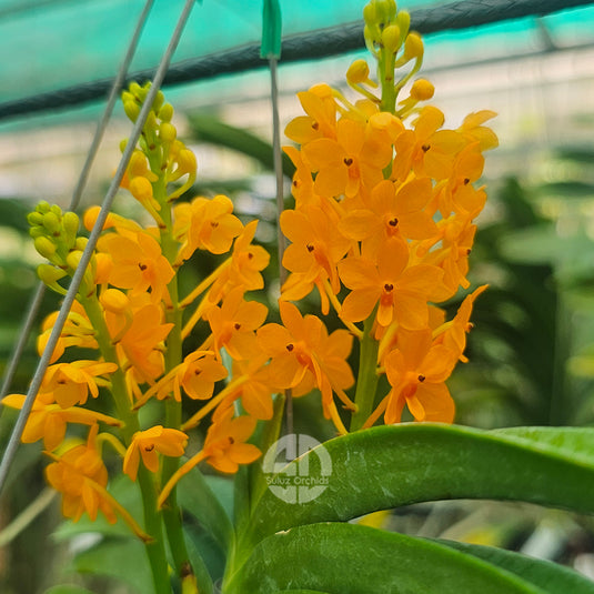 Vanda Orchid bright yellow flower with solid color and compact bloom clusters