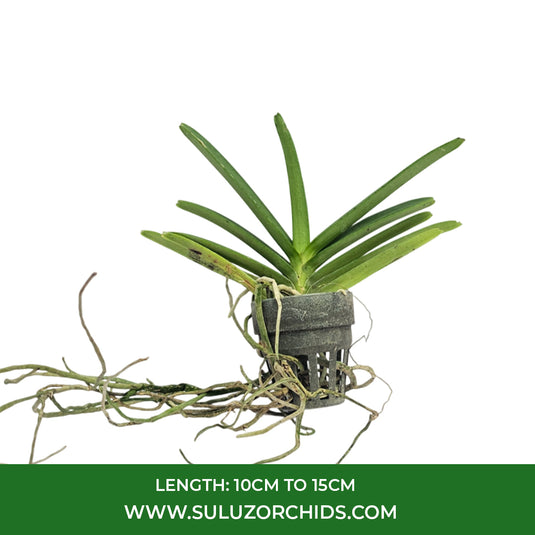 Vanda Orchid Asctm. Miniatum seedling plant with healthy roots and fresh green leaves