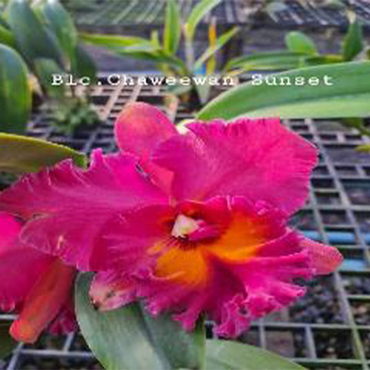 Cattleya Orchid Plant Blc.Chaweewan Sunset Seedling