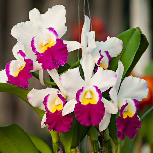 Cattleya orchid pink flower Blc Chia Tzy Lass Hosai