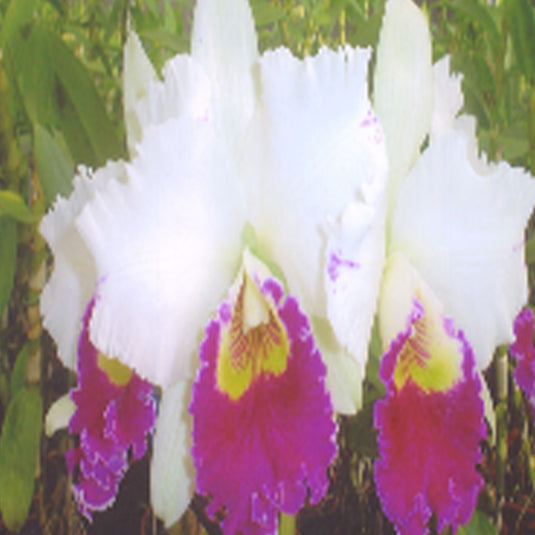 Cattleya Orchid Plant Blc.Chia Tzy Lass Hosai Seedling