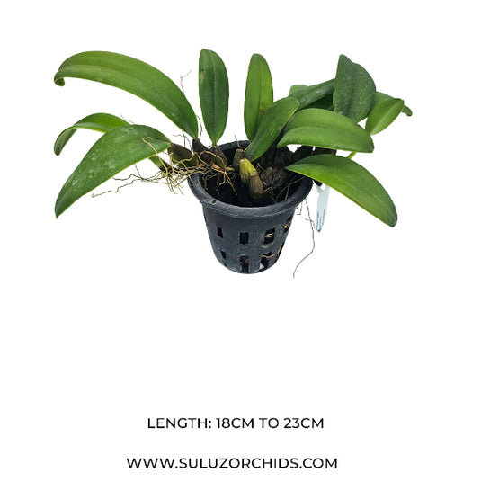 Bulbophyllum Lasiochillum x Bulb Phalaenopsis Rare Exotic Orchid