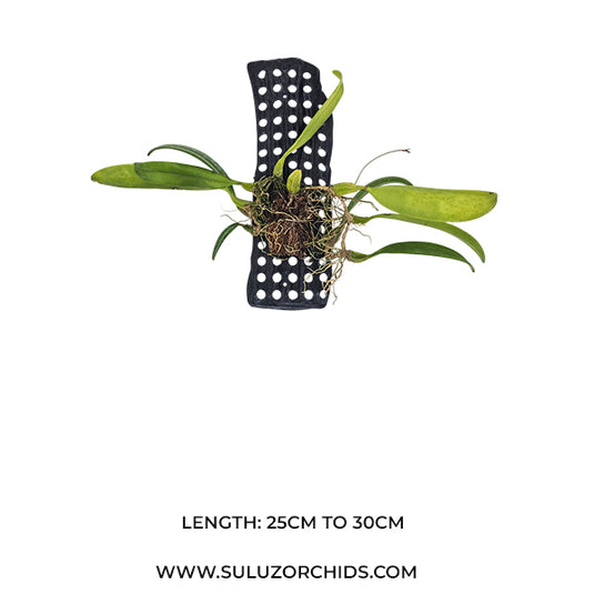 Bulbophyllum Lepidum Var Flava (Alba) Rare Exotic Orchid